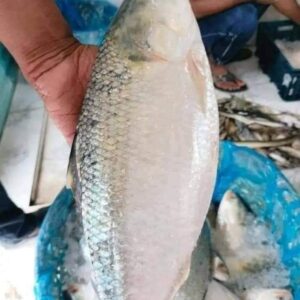 ৮ পিস মাছে ৫ কেজি ১৭০০ টাকা